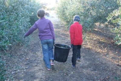 Il est temps de Récolter les Olives au Mas Montbrió Belvedere